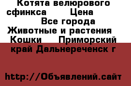 Котята велюрового сфинкса. .. › Цена ­ 15 000 - Все города Животные и растения » Кошки   . Приморский край,Дальнереченск г.